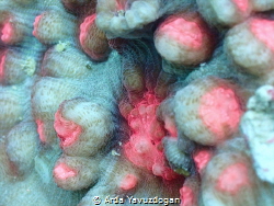 coral by Arda Yavuzdogan 